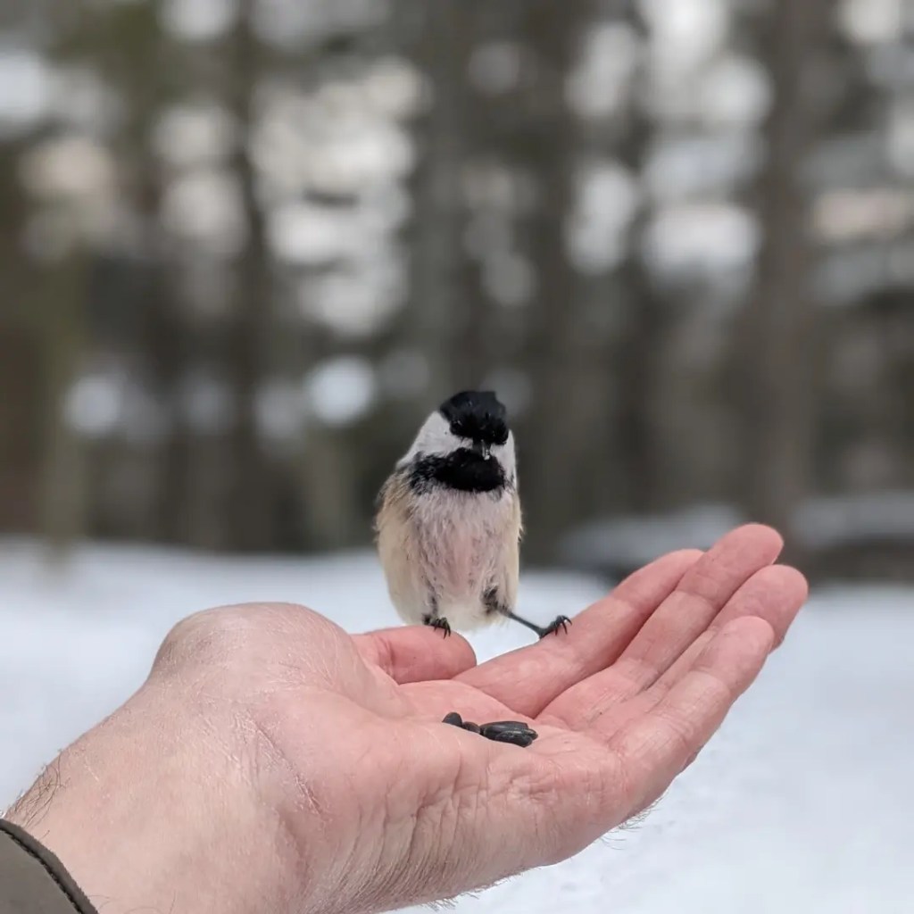 Stormfront between Selves