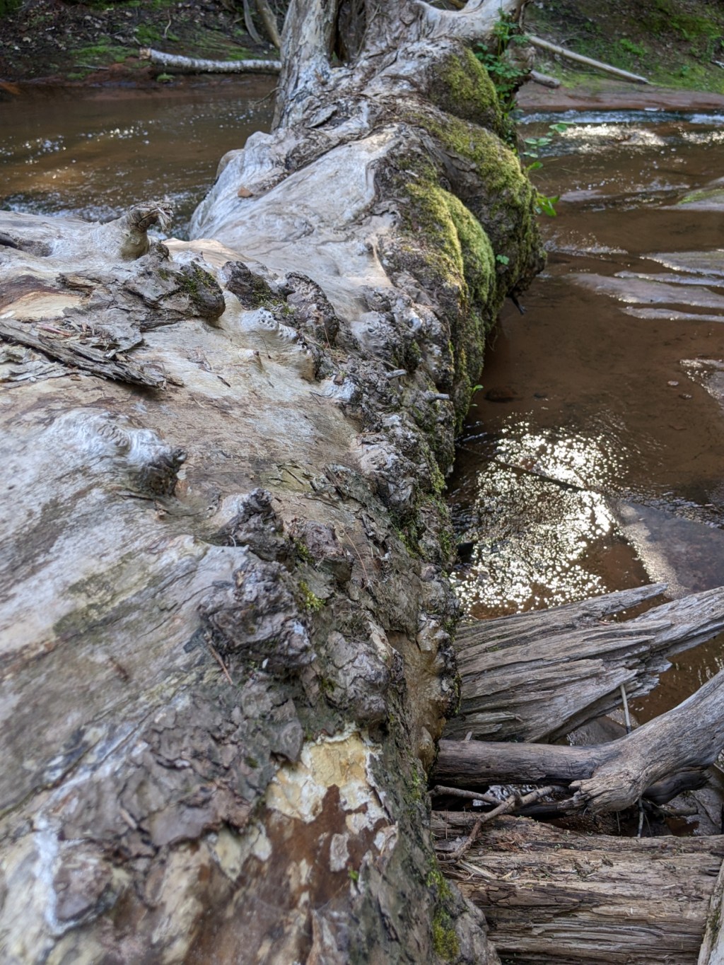 A Naturalists Habits