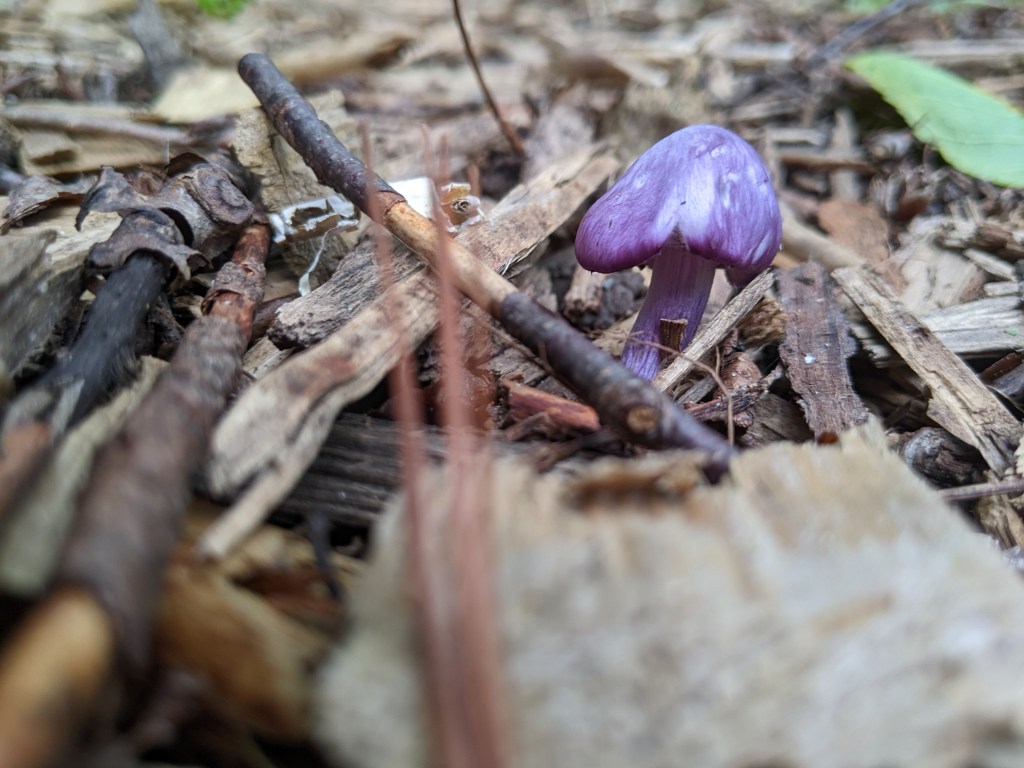 Towards being a Science Teacher in&nbsp;2022